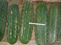 1 foot Trichocereus pachanoi cacti cuttings ready for packing