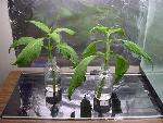 Live salvia divinorum rooted cutting